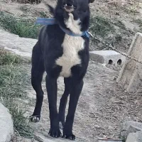 سگ نگهبان|سگ|تیران, |دیوار