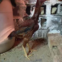 خروس لاری نسل دار