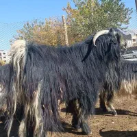 بیگ چپش دوبر|حیوانات مزرعه|لردگان, |دیوار