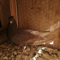 دمسفید و سینه ای|پرنده|اهواز, شهرک برق|دیوار