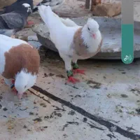 جفت طوقی طلا|پرنده|کرج, شهرک البرز ۳|دیوار