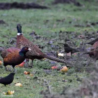 مرغ وخروس امریکایی|پرنده|بانه, |دیوار