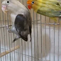 جفت کوتولهمولدپاربلو دبل فکتور وپاربلوبلک سرسفید|پرنده|قم, مهر آباد|دیوار