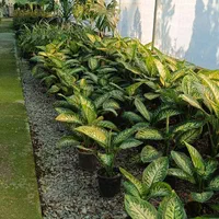 گلخانه ابریشم