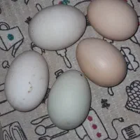 تخم مرغ محلی وتخم اردک