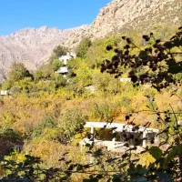 عسل طبیعی کوهستان کامیاران کردستان