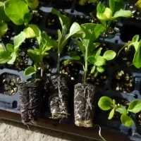 نشا گلخانه ای (فقط بادمجون )