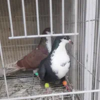 نروماده کرباتی سرخ وسیاه