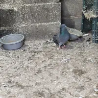 سالم|پرنده|انبارآلوم, |دیوار