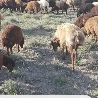 پنج میشه با بره ۳۵ کیلوهی