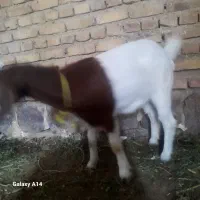 5تا بز ماده