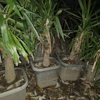 یوکا و سیکاس