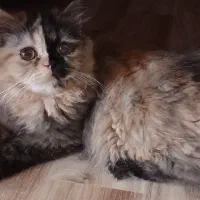 واگذاری گربه پرشین|گربه|تهران, مشیریه|دیوار