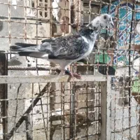 کبوتر پرشی چی پی اس دار و سرخ کرمانی