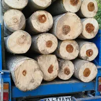 خرید نقدی چوب و درخت میوه و صنوبر