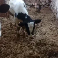 گوساله‌ نر اصل جنس