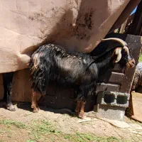 یک راس بز