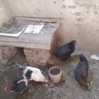 ۴ مرغ تخم گذار|حیوانات مزرعه|خوی, |دیوار