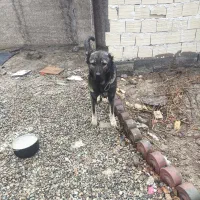 سگ سراب|سگ|نسیم‌شهر, |دیوار