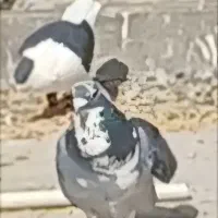 گم کردم