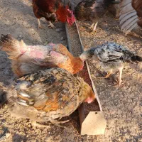 فروش مرع و خروس و قو غاز و ....|حیوانات مزرعه|قزوین, |دیوار