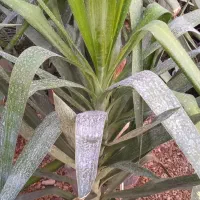 گل کالا|کنسول، بازی ویدئویی و آنلاین|بروجرد, |دیوار