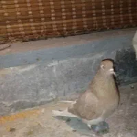 کبوتر پرشی|پرنده|پردیس, فاز ۲|دیوار