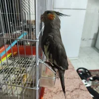 عروس هلندی|پرنده|خرمشهر, |دیوار