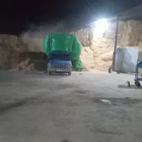 کاه گندم خوشه و بدون خوشه