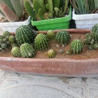 کاکتوس|گل و گیاه طبیعی|شیراز, دارالرحمه|دیوار