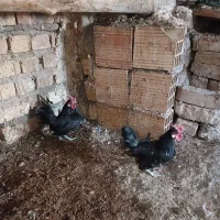 خروس مینیاتوری|حیوانات مزرعه|الوند, |دیوار