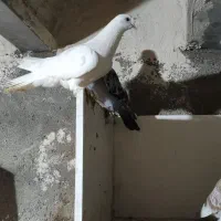 کبوتر ترکیه|پرنده|بستان آباد, |دیوار