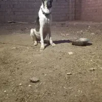 سگ...