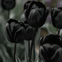 وینگل ۵ اسباب بازی تمیز