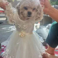 سگ تریر واگذاری|سگ|ارومیه, |دیوار