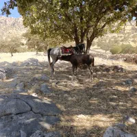 مادیان با کره نریان نوه سهیل حیدر