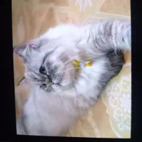 واگذاری پرشین 1ساله