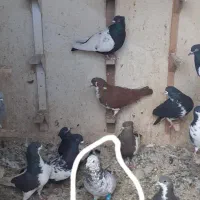 کفتر سرک و رنگی|پرنده|شیراز, کوشک میدان|دیوار