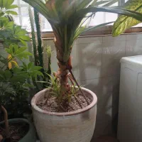 گل پاندانوس|گل و گیاه طبیعی|چناران, |دیوار