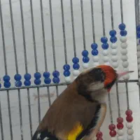 سهره دورگ دودی