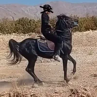 با سلام یک راس اسب نریان نژاد کرد|اسب و تجهیزات اسبسواری|ماهان, |دیوار