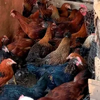 فروش نیمچه های ۴/نیم ماه بلک استار|حیوانات مزرعه|خرمدره, |دیوار
