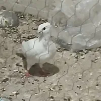 کبوتر