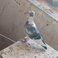 کفتر