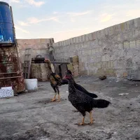 مرغ خروس لاری