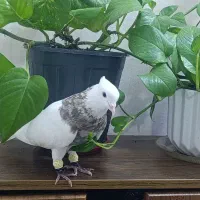 نر طوقی شکلاتی