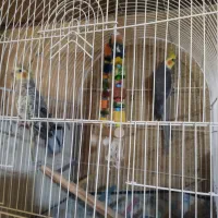 ۳ عدد عروس هلندی بالغ