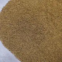 بذر یونجه مائوپا