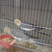 جفت عروس هلندی طوسی