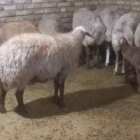 شکه مای چاق|حیوانات مزرعه|کلیائی, |دیوار